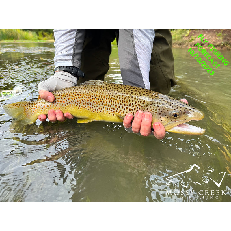 Spring Run is a great little - Mossy Creek Fly Fishing