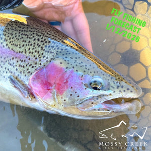 Mossy Creek Fly Fishing Forecast 1/12/2026