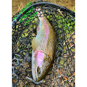 Mossy Creek Fly Fishing Forecast 1/15/2024