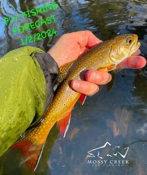 Mossy Creek Fly Fishing Forecast 1/2/2024