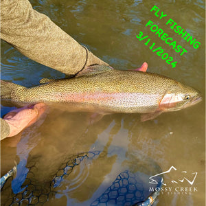 Mossy Creek Fly Fishing Forecast 3/11/2024