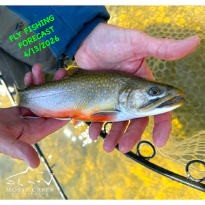 Mossy Creek Fly Fishing Forecast 4/13/2026