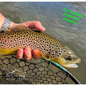 Mossy Creek Fly Fishing Forecast 4/6/2026