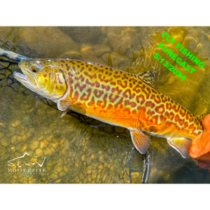 Mossy Creek Fly Fishing Forecast 5/13/2024