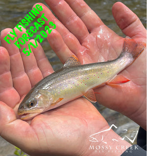 Mossy Creek Fly Fishing Forecast 5/1/2023