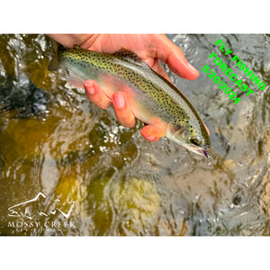 Mossy Creek Fly Fishing Forecast 5/20/2024