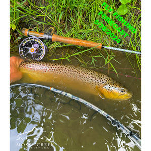 Mossy Creek Fly Fishing Forecast 5/28/2024