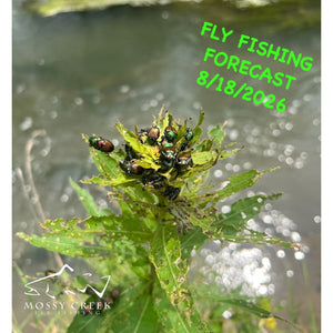 Mossy Creek Fly Fishing Forecast 8/18/2026