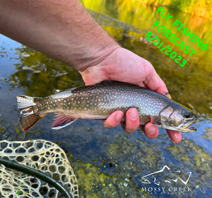 Mossy Creek Fly Fishing Forecast 8/21/2023