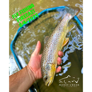 Mossy Creek Fly Fishing Forecast 8/4/2025