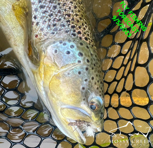 Mossy Creek Fly Fishing Forecast 9/5/2023