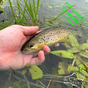 Mossy Creek Fly Fishing Forecast 4/2/2024