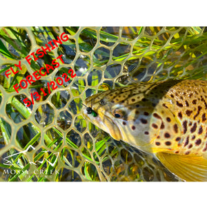Mossy Creek Fly Fishing Forecast 5/31/2022