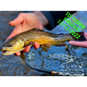 Mossy Creek Fly Fishing Forecast 12/12/2022
