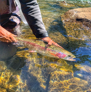 Mossy Creek Fly Fishing Forecast 6/29/2021