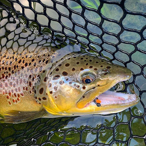 Mossy Creek Fly Fishing Forecast 7/19/2021