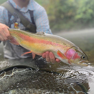 Mossy Creek Fly Fishing Forecast 8/11/21