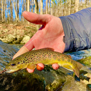 Mossy Creek Fly Fishing Forecast 1/4/2021