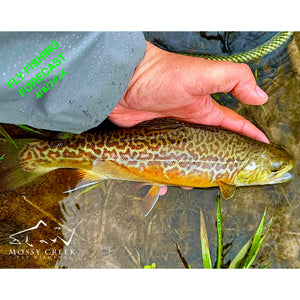Mossy Creek Fly Fishing Forecast 4/8/2024