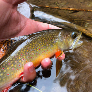 Mossy Creek Fly Fishing Forecast 9/2/2021