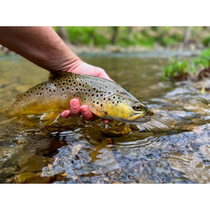 Mossy Creek Fly Fishing Forecast 6/7/2022