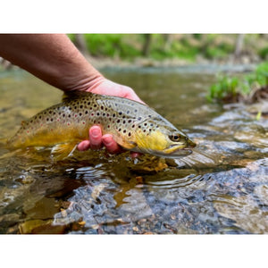 Mossy Creek Fly Fishing Forecast 6/7/2022