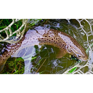 Mossy Creek Fly Fishing Forecast 11/16/2020