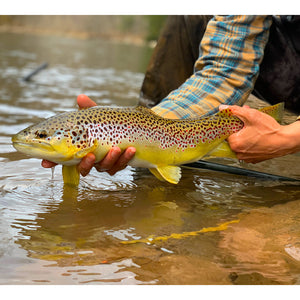 Mossy Creek Fly Fishing Forecast 12/20/2021