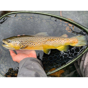 Mossy Creek Fly Fishing Forecast 2/15/2021