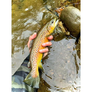 Mossy Creek Fly Fishing Forecast 11/15/2021