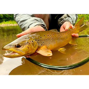 Mossy Creek Fly Fishing Forecast 11/8/2021