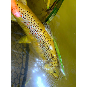 Mossy Creek Fly Fishing Forecast 8/30/2021