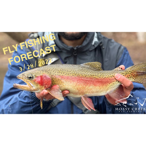 Mossy Creek Fly Fishing Forecast 4/11/2022