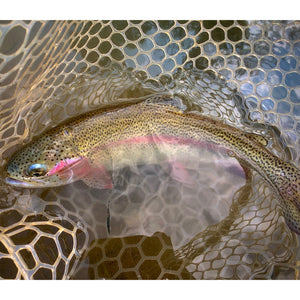 Mossy Creek Fly Fishing Forecast 11/29/2021