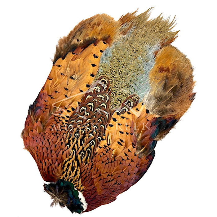 Ringneck Pheasant Whole Skin