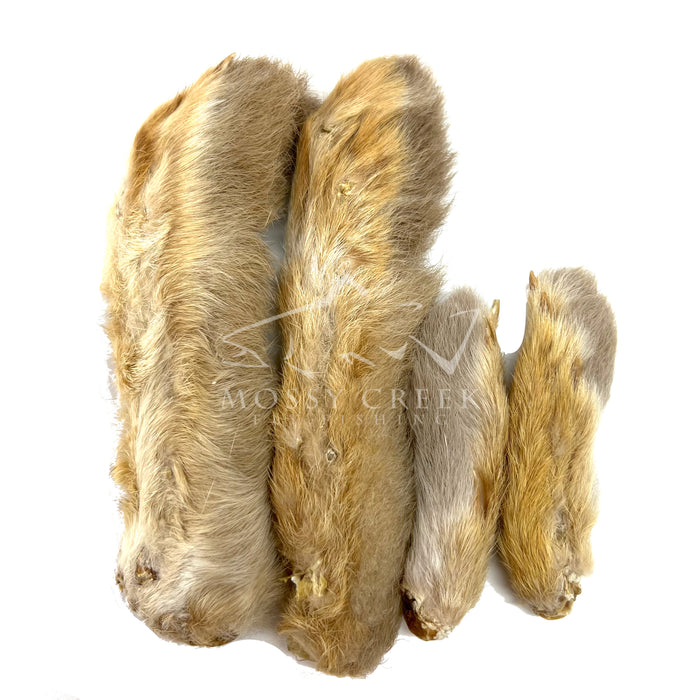 Snowshoe Rabbits Feet