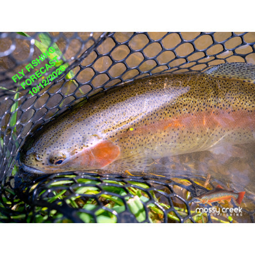 Mossy Creek Fly Fishing Forecast