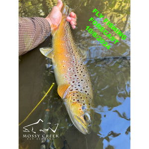 Mossy Creek Fly Fishing Forecast 10/8/2024