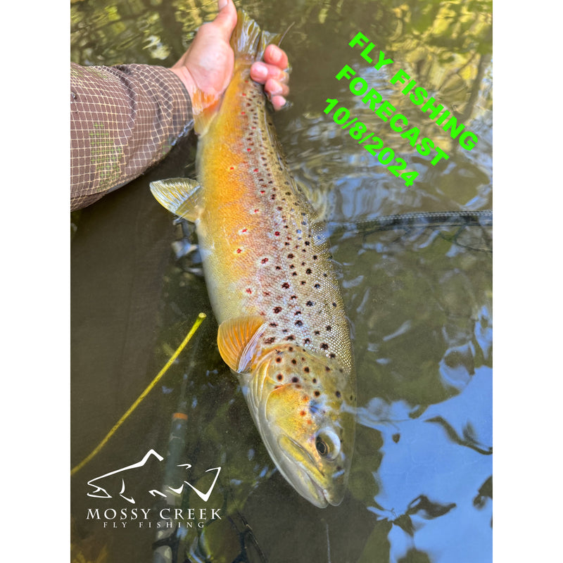 Mossy Creek Fly Fishing Forecast 10/8/2024 Mossy Creek Fly Fishing