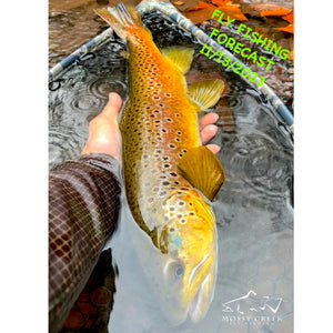 Mossy Creek Fly Fishing Forecast 11/13/2023
