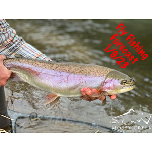 Mossy Creek Fly Fishing Forecast 1/9/23