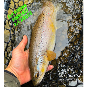 Mossy Creek Fly Fishing Forecast 2/17/2025