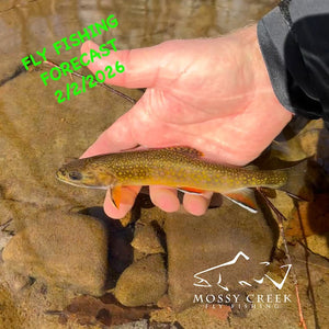 Mossy Creek Fly Fishing Forecast 2/2/2026