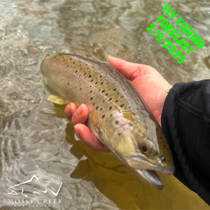 Mossy Creek Fly Fishing Forecast 2/3/2025