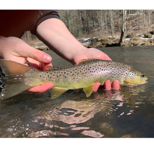 Mossy Creek Fly Fishing Forecast 3/1/2021