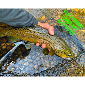 Mossy Creek Fly Fishing Forecast 4/3/2023