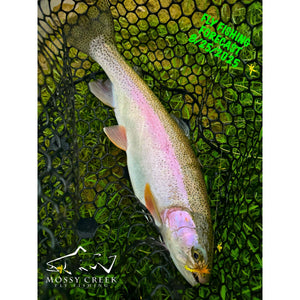 Mossy Creek Fly Fishing Forecast 8/25/2025