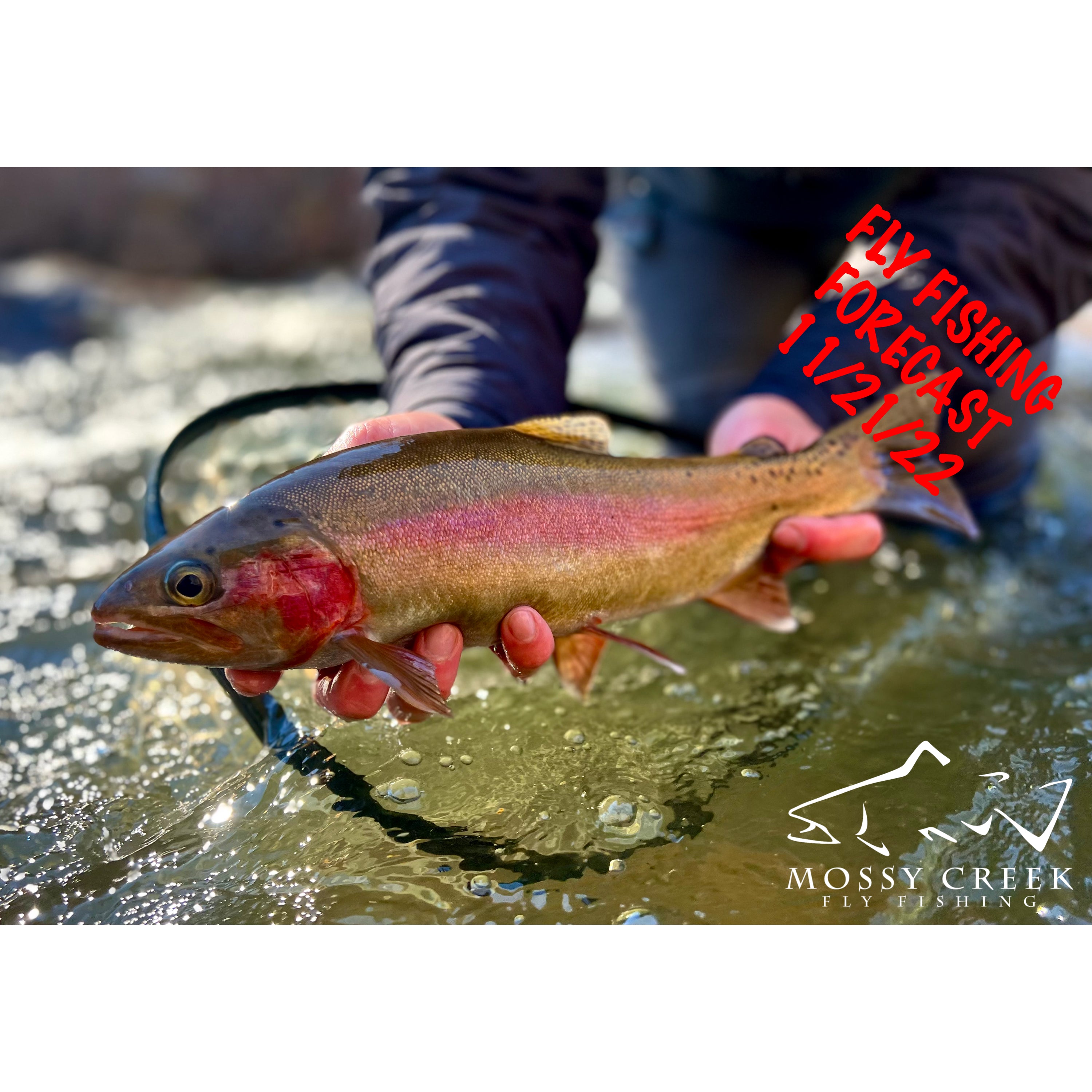 Mossy Creek Fly Fishing Forecast 3/28/2024