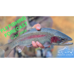 Mossy Creek Fly Fishing Forecast 1/29/2024