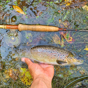 Mossy Creek Fly Fishing Forecast October 6, 2020